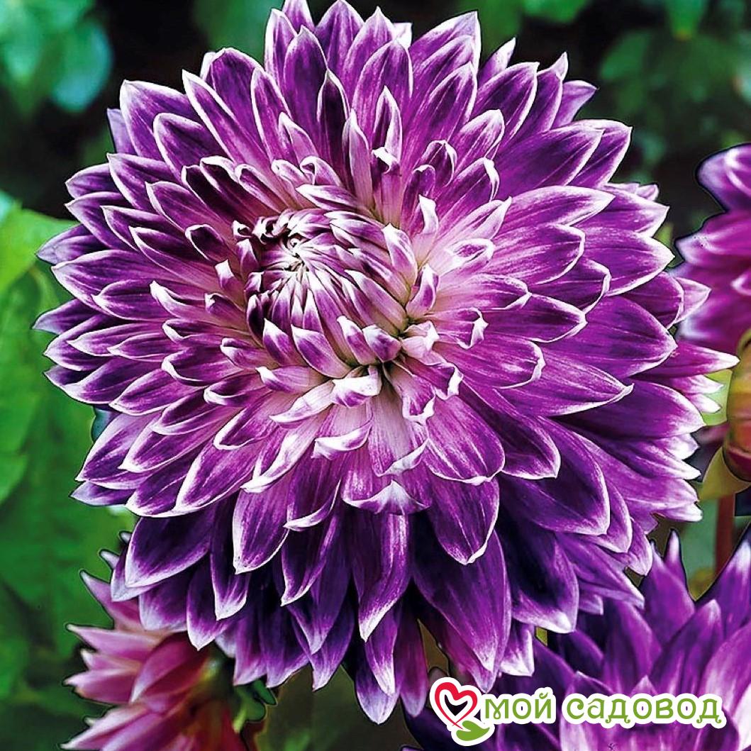 Георгины Акита: описание сорта, характеристики, посадка и уход, отзывы Георгины Акита описание сорта характеристики посадка и уход отзывы